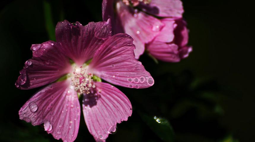 Ebegümeci çayının faydaları nelerdir? Nasıl demlenir? Hangi rahatsızlıklara iyi gelir?