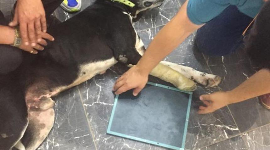 Yaralı k&ouml;pek i&ccedil;in seferber oldular