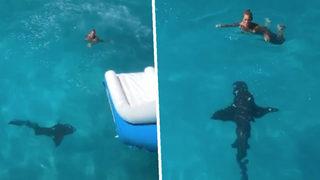 Yattan denize açılan kadın köpek balığı ile karşılaştı