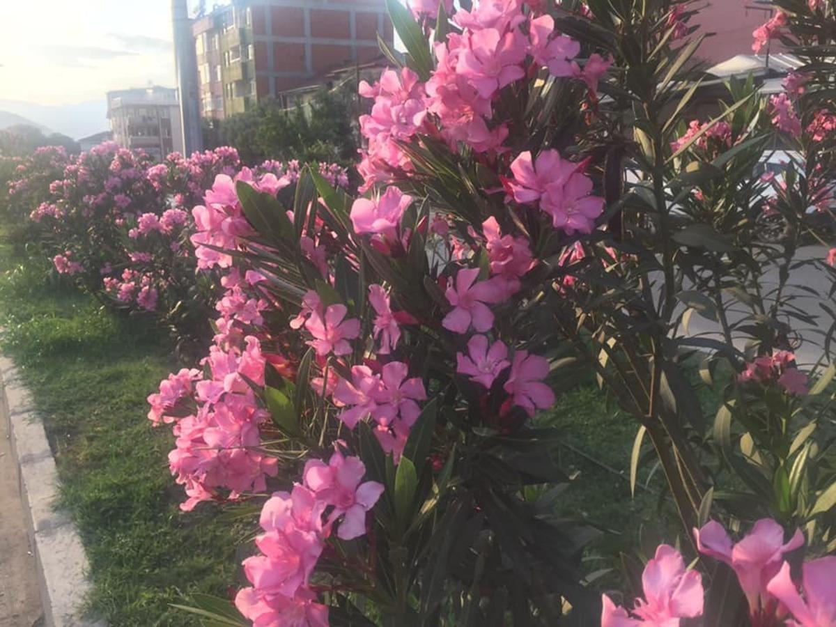 Osmaneli&rsquo;nde peyzaj ve &ccedil;evre d&uuml;zenleme &ccedil;alışmalarında sona gelindi