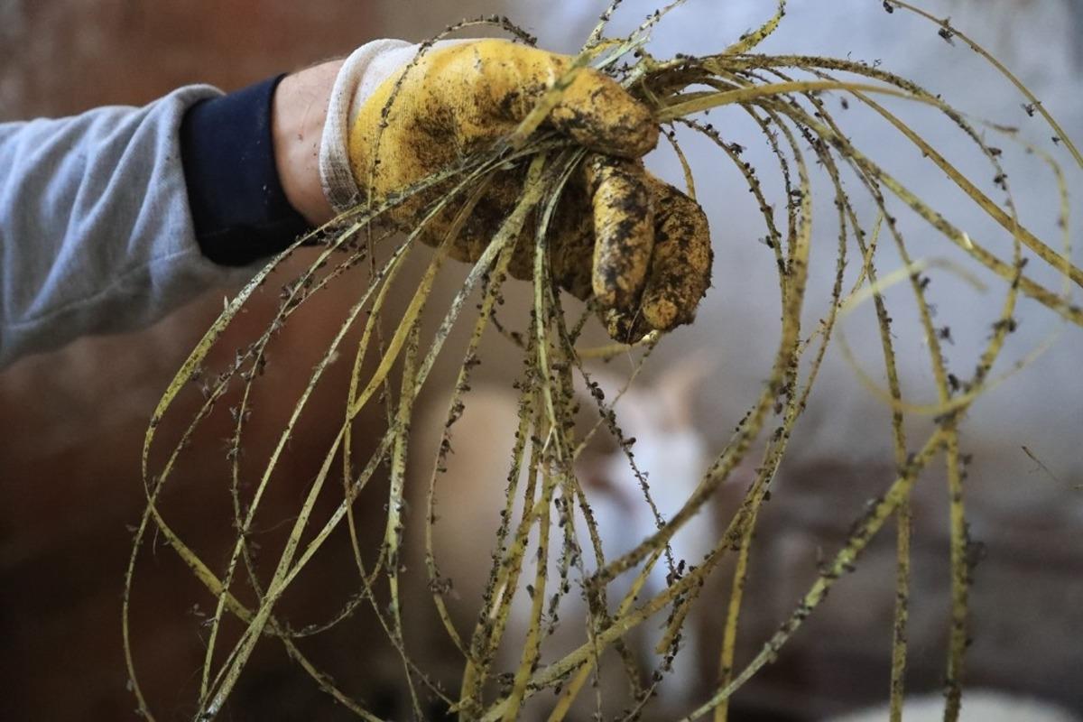 Karasinekle m&uuml;cadeleye ipli &ccedil;&ouml;z&uuml;m