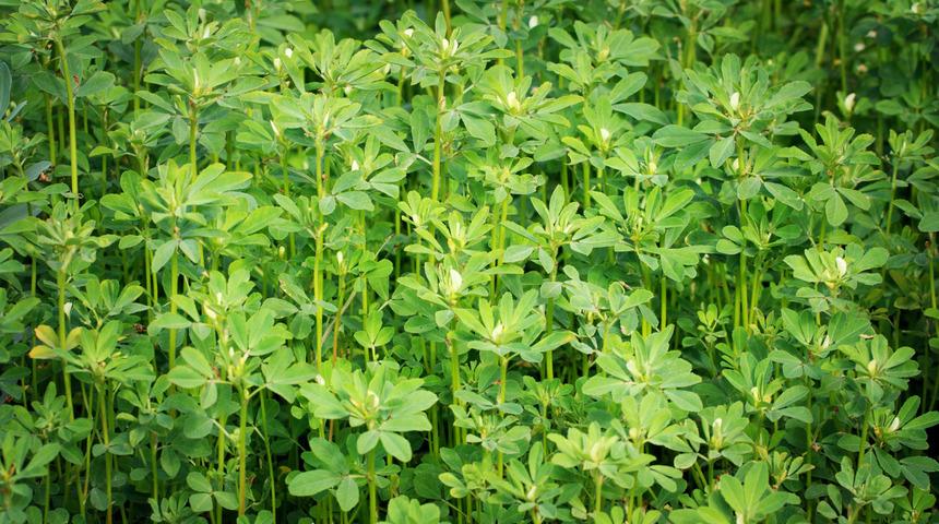 Çemen otu çayının faydaları nelerdir? Nasıl demlenir? Neye iyi gelir?