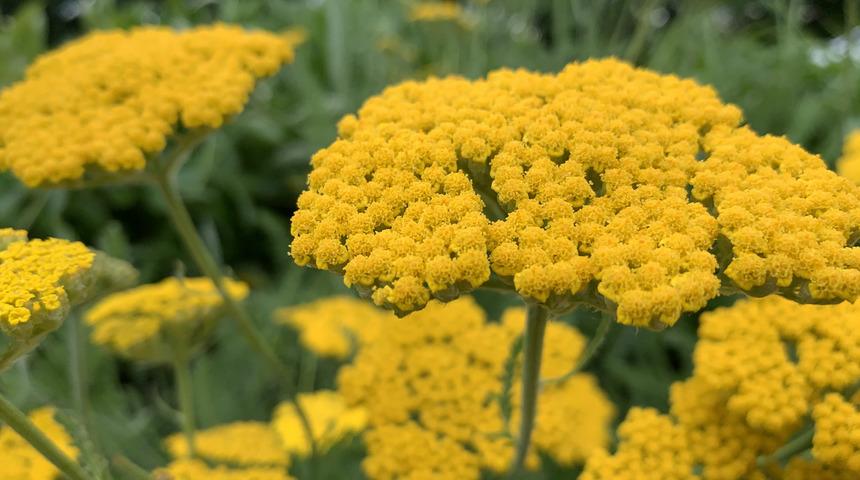 Civanperçemi çayının faydaları nelerdir? Ne işe yarar? Neye iyi gelir?