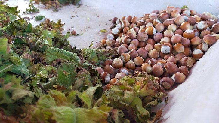 Taze fındık 25 lira G2