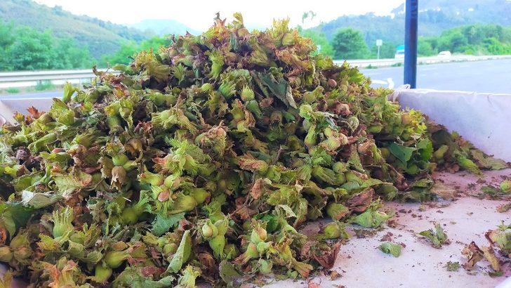 Taze fındık 25 lira G3