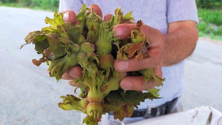 Taze fındık 25 lira G4