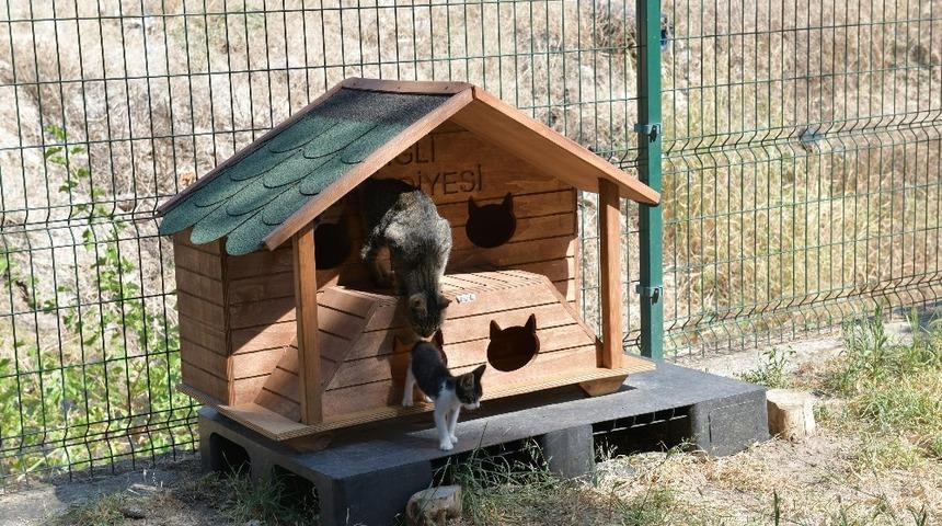 Sokak kedileri yeni evlerine kavuştu