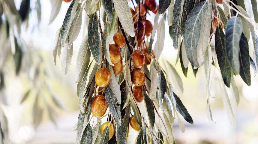 İğdenin faydaları nelerdir? Nasıl tüketilir? Hangi hastalıklara iyi gelir?