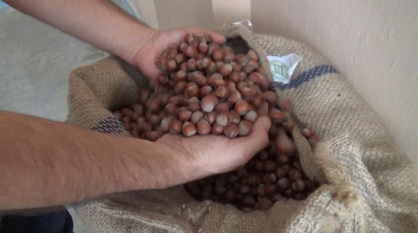 Serbest piyasanın fındık alım fiyatları &ouml;n&uuml;m&uuml;zdeki g&uuml;nlerde belirlenecek