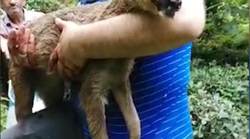K&ouml;peklerin saldırısına uğrayan yavru karaca kurtarılamadı