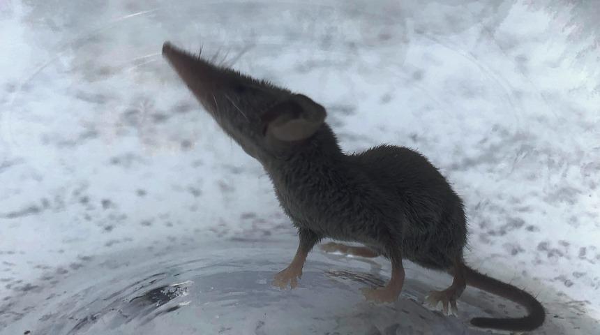 Türkiye’de nadir görülen canlı Şanlıurfa’da görüntülendi
