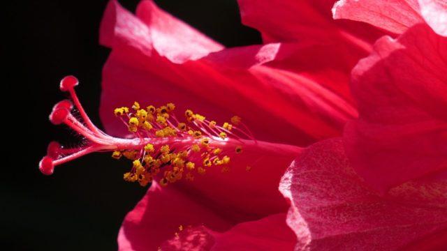 Hibiskus çayının faydaları nelerdir? Nasıl demlenir? Kan basıncına etkisi nedir?