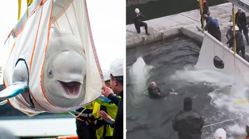 Çin’de bir akvaryumda tutulan iki Beluga balinası kurtarıldı