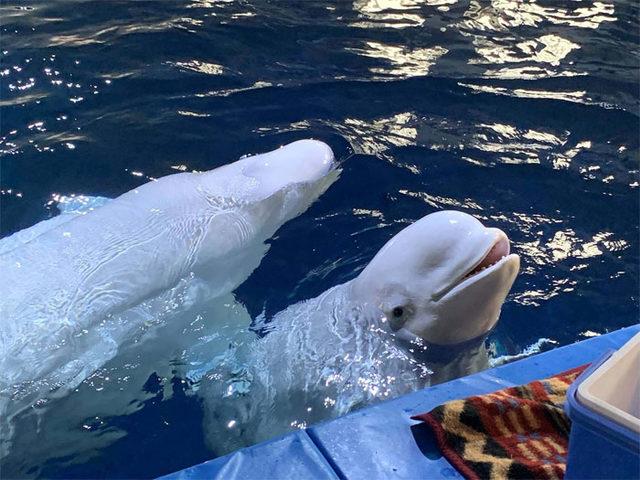 1-wo-beluga-whales-performing-shows-china-relocated-sanctuary-28