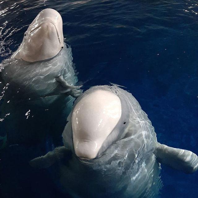 5-two-beluga-whales-performing-shows-china-relocated-sanctuary-6-5f324d9802d39__700