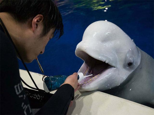 6-two-beluga-whales-performing-shows-china-relocated-sanctuary-25