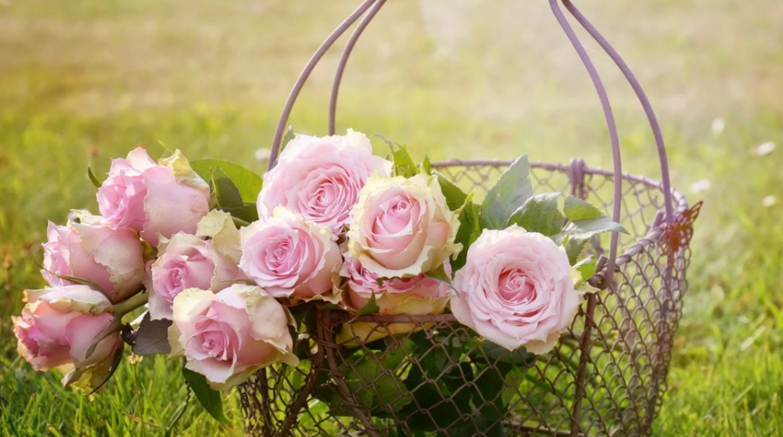 Gül çayının faydaları nelerdir? Nasıl demlenir? Cilt sağlığına etkisi nedir?