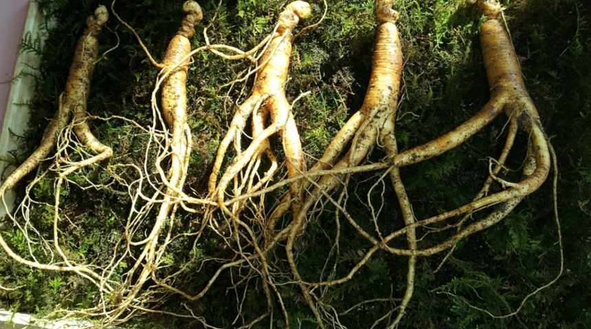 Ginseng çayının faydaları nelerdir? Nasıl demlenir? Enerji verir mi?