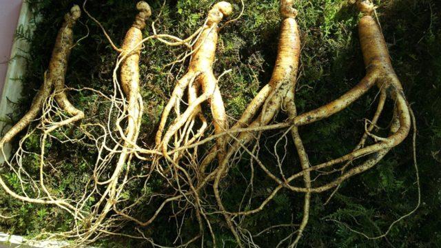 Ginseng çayının faydaları nelerdir? Nasıl demlenir? Enerji verir mi?