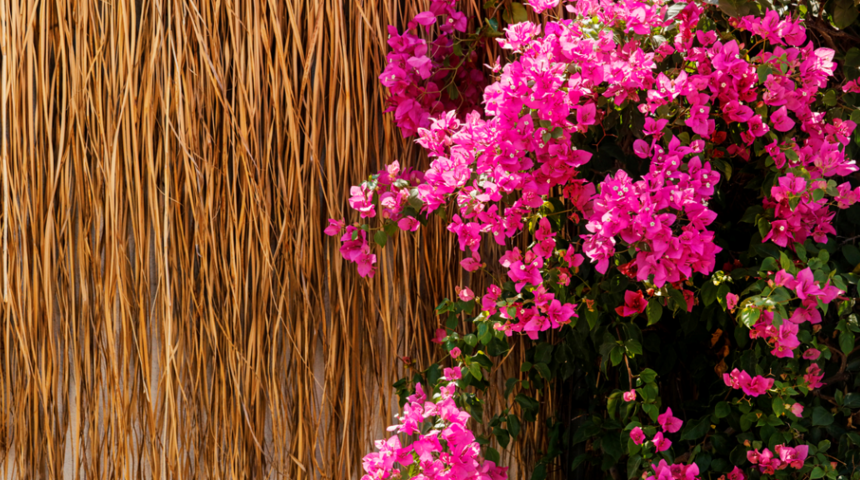 Funda çayının faydaları nelerdir? Neye iyi gelir? Nasıl demlenir?