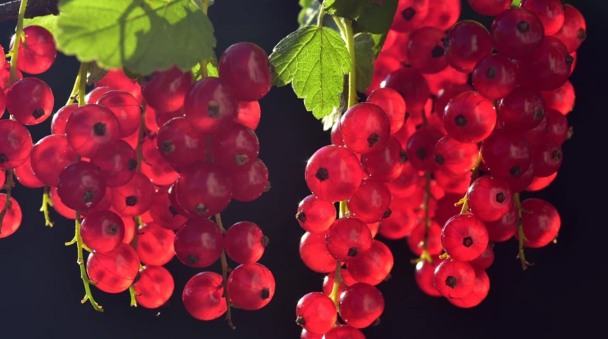Kuş üzümünün faydaları nelerdir? Hangi yemeklerde kullanılır? Neye iyi gelir?