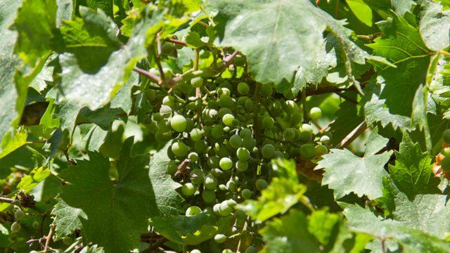 Koruk suyunun faydaları nelerdir? Nasıl yapılır? Hangi rahatsızlıklara iyi gelir?