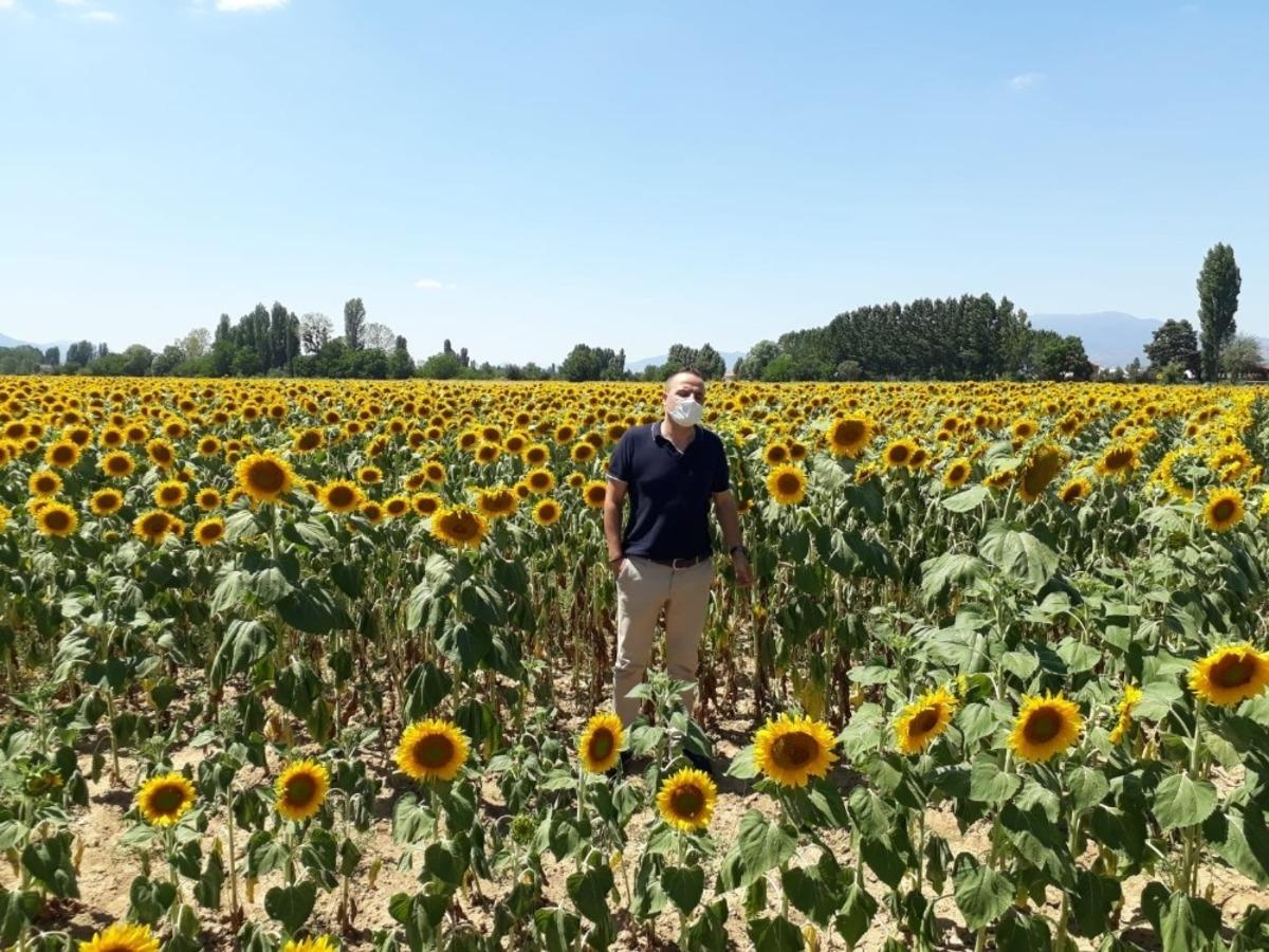 Ay&ccedil;i&ccedil;eği hasadında umutlu bekleyiş