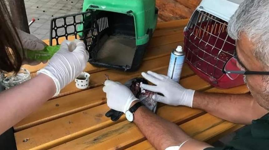 Iğdır’da Kaya Güvercini tedavi altına alındı