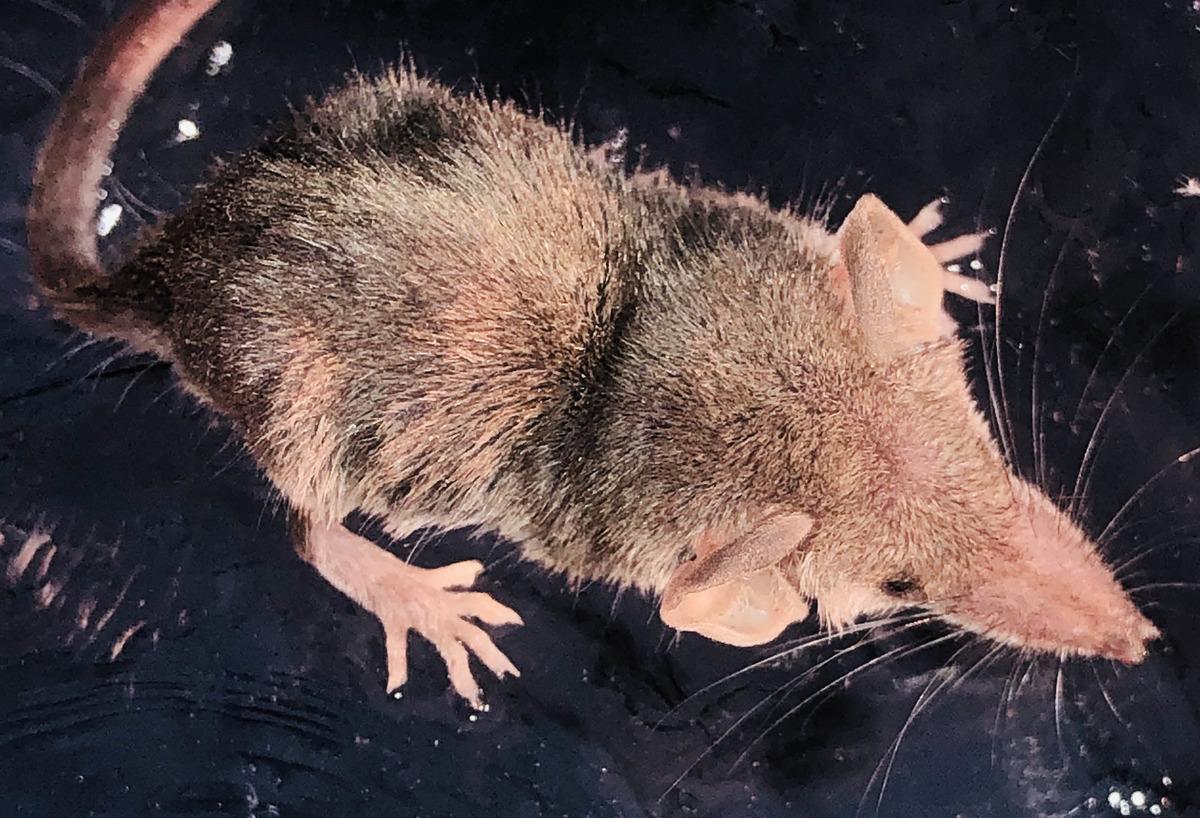 B&ouml;cek&ccedil;il hayvan 'Sivri burun' Şanlıurfa&rsquo;da ortaya &ccedil;ıktı!