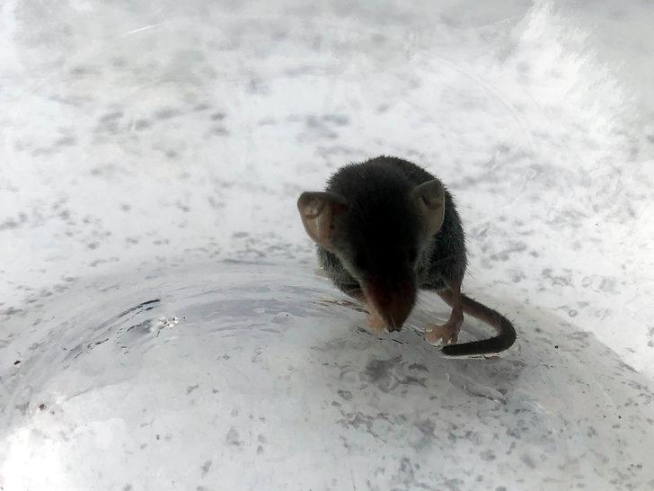 Böcekçil hayvan 'Sivri burun' Şanlıurfa’da ortaya çıktı! G3