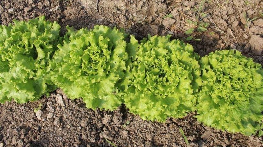 D&uuml;zce&rsquo;de fiyatı en &ccedil;ok artan &uuml;r&uuml;n kıvırcık oldu