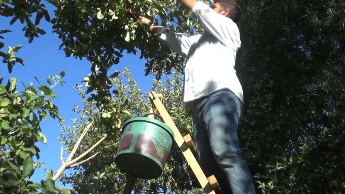 Muş&rsquo;ta elma hasadına başlandı