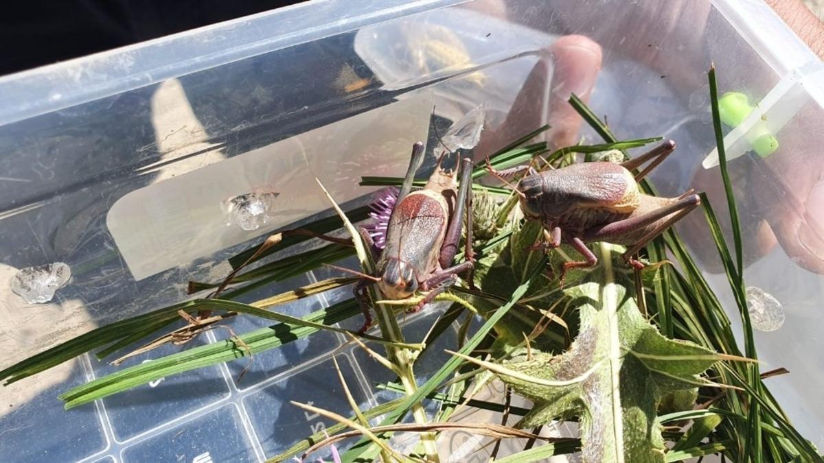 Hakkari&rsquo;de s&uuml;r&uuml;ngen ve b&ouml;cek t&uuml;rleri tespit edildi