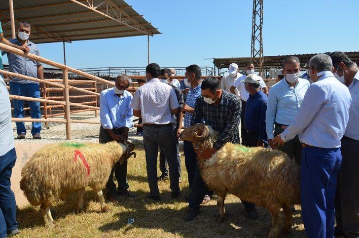 Kırıkhan’da 18 besiciye damızlık koç dağıtıldı G1