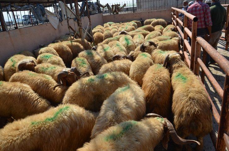 Kırıkhan’da 18 besiciye damızlık koç dağıtıldı G2