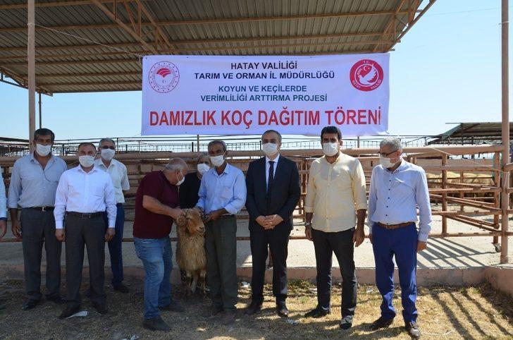 Kırıkhan’da 18 besiciye damızlık koç dağıtıldı G4