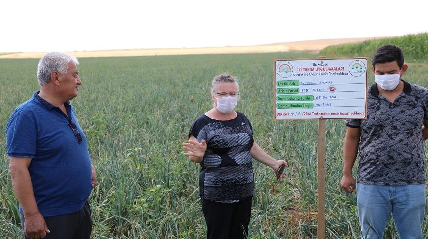 Soğan &uuml;reticileri y&uuml;ksek verim bekliyor