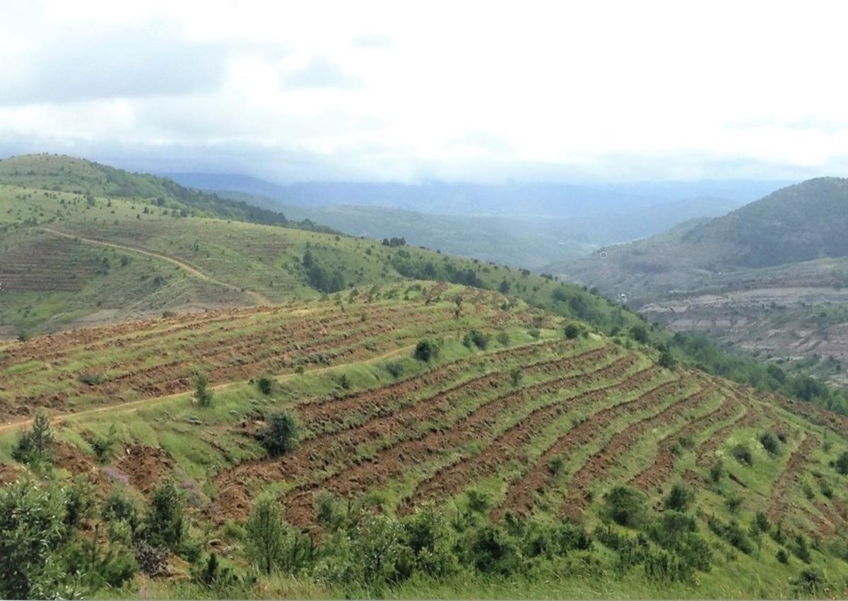 Ordu&rsquo;da ağa&ccedil;landırma ve fidan &uuml;retimi hız kesmiyor