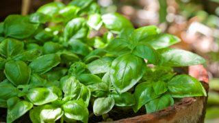 Reyhanın faydaları nelerdir? Nasıl kullanılır? Hangi rahatsızlıklara iyi gelir?