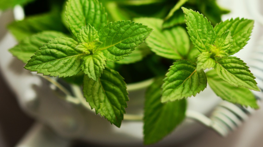 Nanenin faydaları nelerdir? Sindirime etkisi nedir? Nasıl kullanılır?