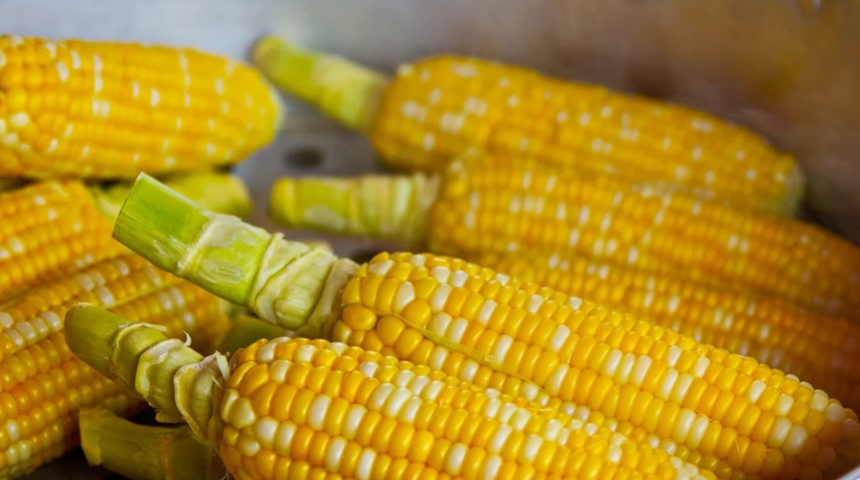 Mısırın faydaları nelerdir? Ne zaman tüketilir? Hangi vitaminleri içerir?