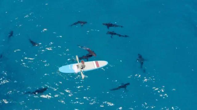 Bermuda Adaları’nda tehlikeli deney! Sörf tahtasıyla okyanusa açıldı ve..