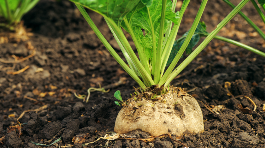 Şeker pancarının faydaları nelerdir? Nasıl tüketilir? Hangi hastalıklara iyi gelir?