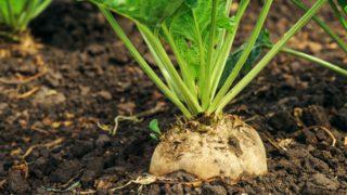 Şeker pancarının faydaları nelerdir? Nasıl tüketilir? Hangi hastalıklara iyi gelir?