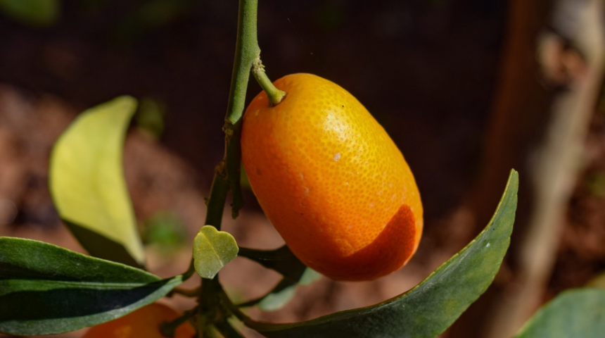 Kamkatın (Kumkuat) faydaları nelerdir? Nasıl tüketilir? Hangi vitaminleri içerir?