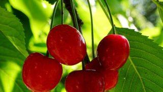 Vişnenin faydaları nelerdir? Hangi vitaminleri içerir? Ne zaman tüketilmeli?