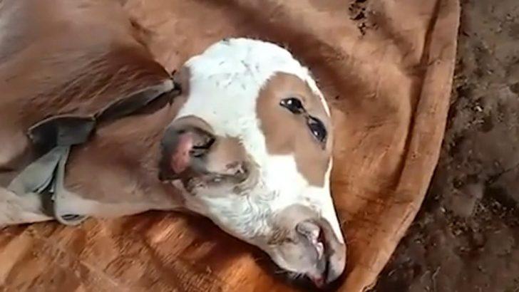 Endonezya’da dünyaya gelen çift başlı buzağı görenleri şaşırttı G1