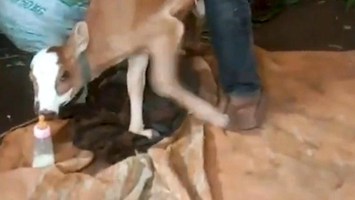 Endonezya’da dünyaya gelen çift başlı buzağı görenleri şaşırttı G2