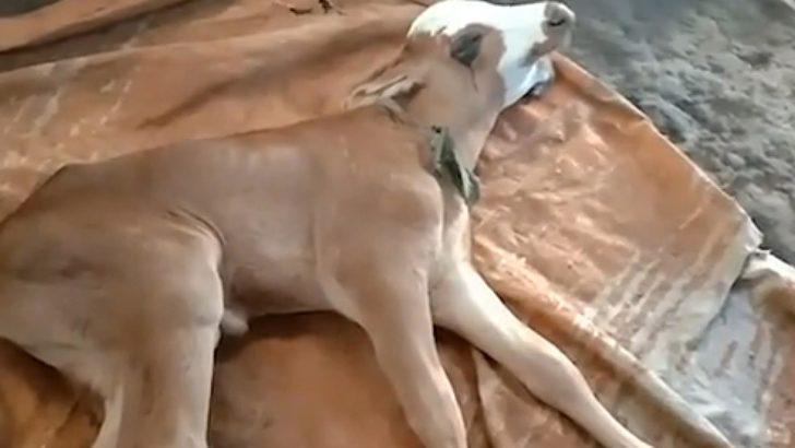 Endonezya’da dünyaya gelen çift başlı buzağı görenleri şaşırttı G3