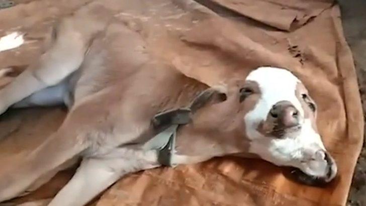 Endonezya’da dünyaya gelen çift başlı buzağı görenleri şaşırttı G4